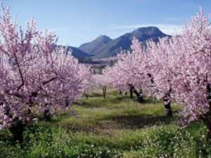 Jalon Valley Alicante