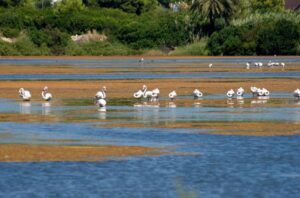 Road trip to Calpe Las Salinas